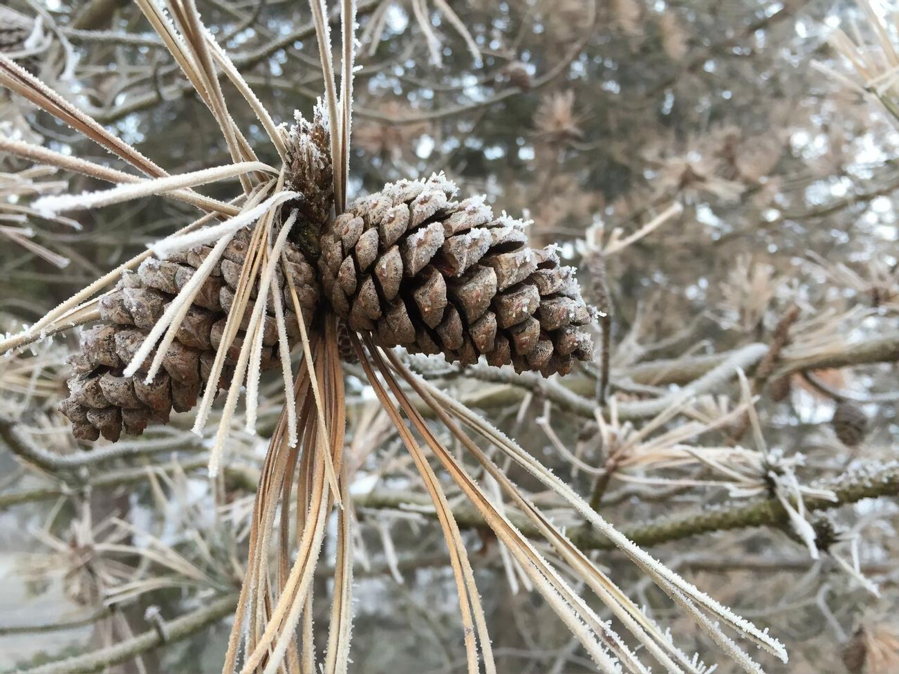 13 грудня у західних областях України сніжитиме, уночі місцями значний сніг