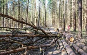 ГЭИ выявила незаконную вырубку деревьев и другие нарушения