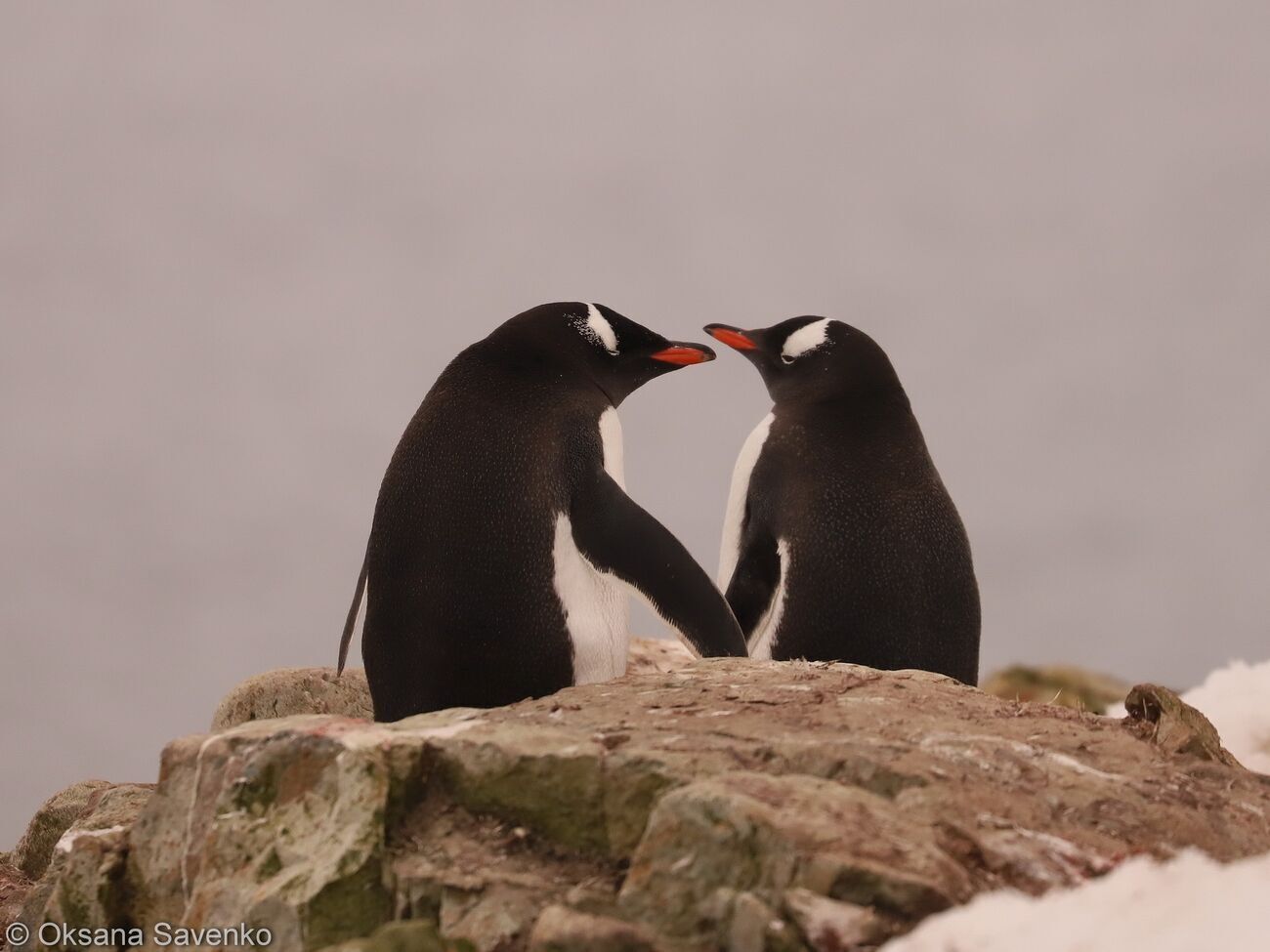 О появлении птенцов у пингвинов украинские полярники сообщили 9 декабря