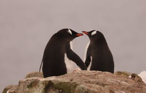 О появлении птенцов у пингвинов украинские полярники сообщили 9 декабря