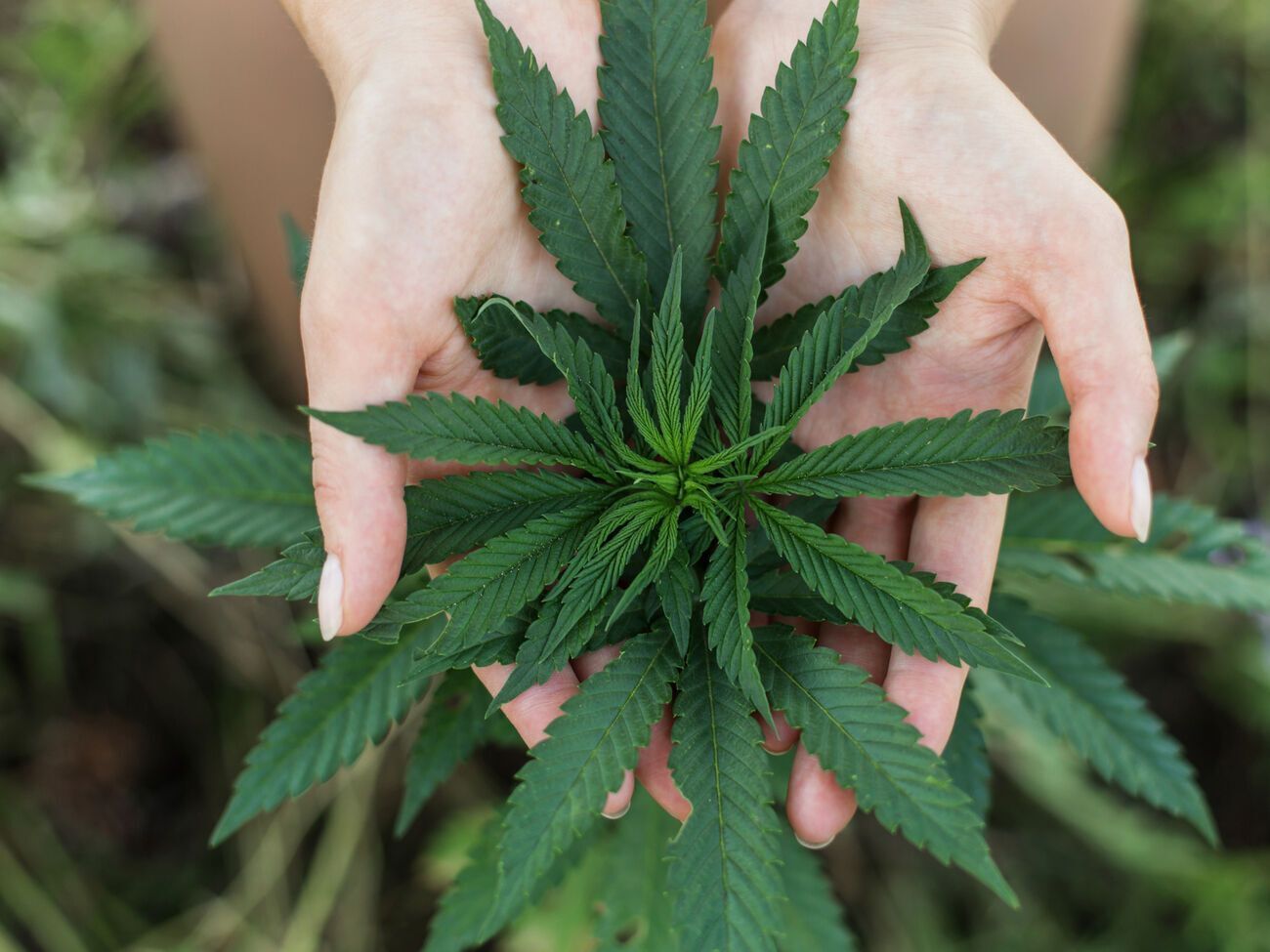 Жителям Мальти дозволять зберігати вдома до 50 г висушеної марихуани