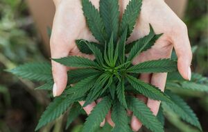 Жителям Мальти дозволять зберігати вдома до 50 г висушеної марихуани