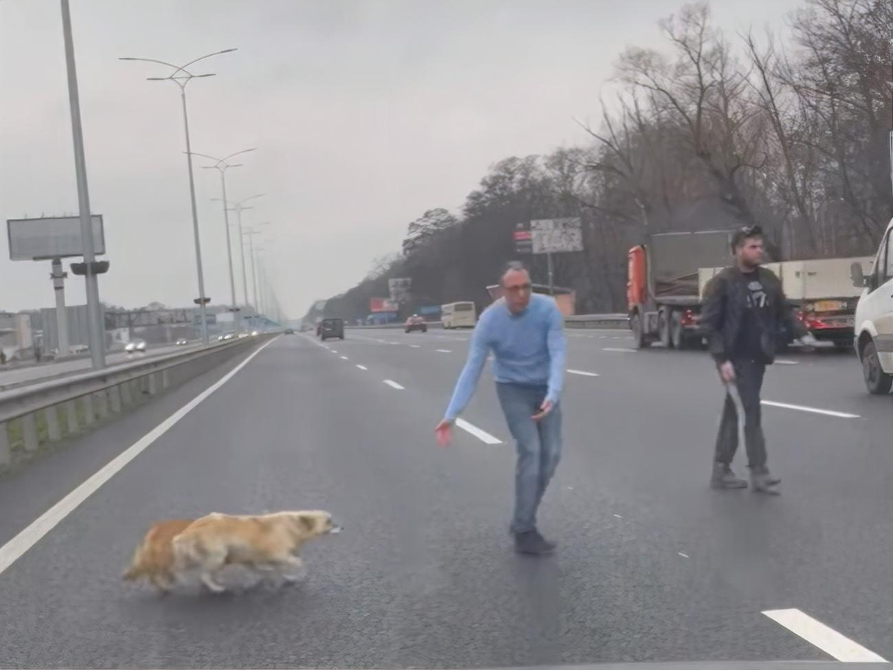 Хозяев собак уже нашли
