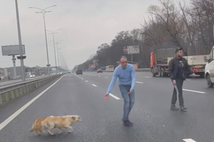 Хозяев собак уже нашли