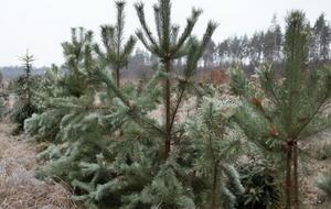 С начала декабря за порядком в лесу следят мобильные рейдовые группы из лесной госохраны, экологов и полиции, отметили в Гослесагентстве Украины