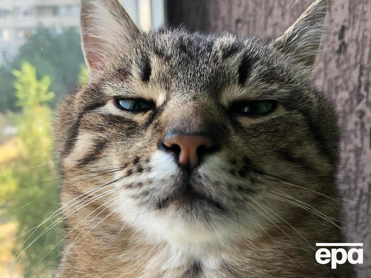 На блог кота Степана подписано более 800 тыс. человек