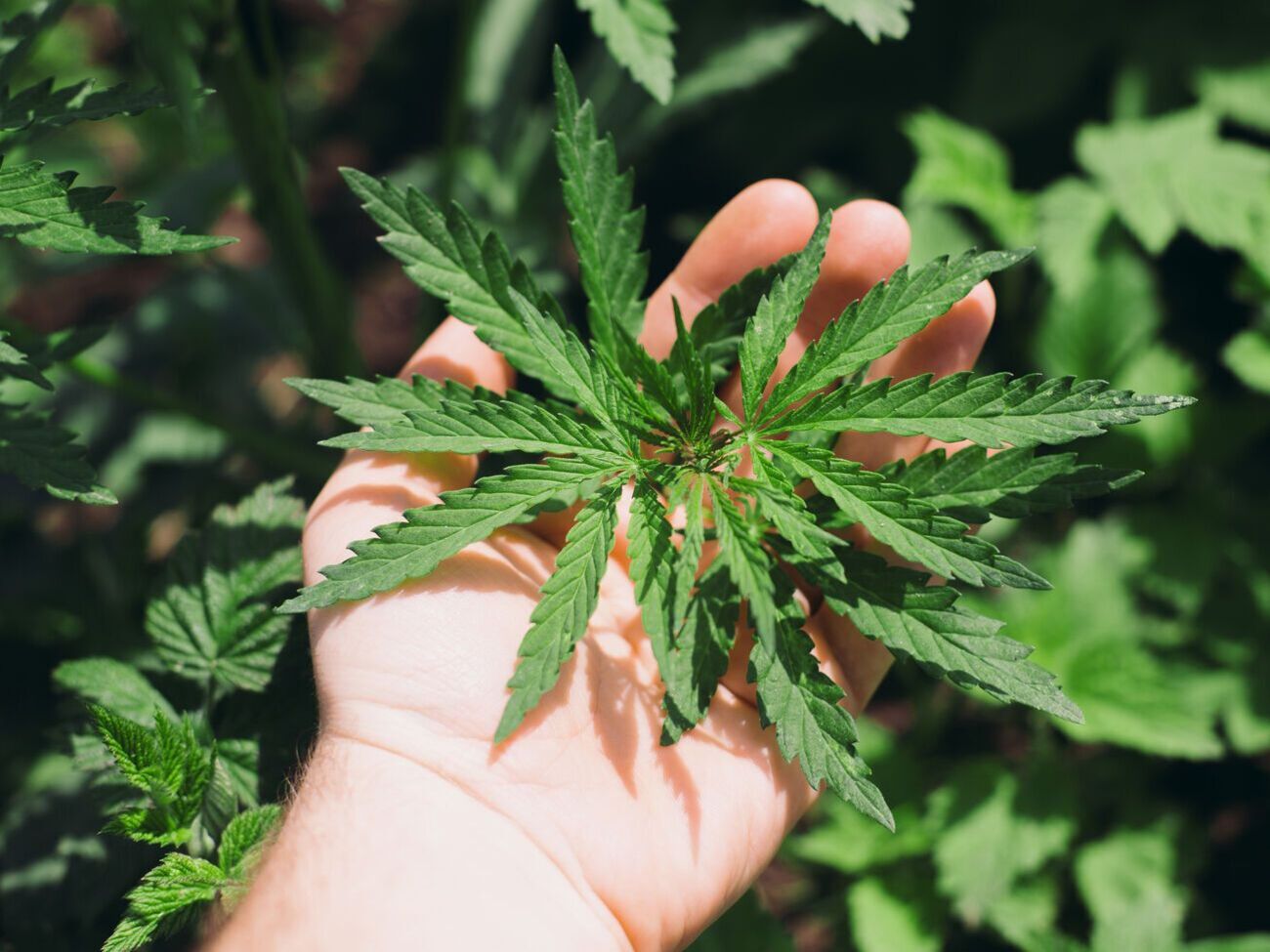 Жителям Мальти дозволили зберігати вдома до 7 г марихуани