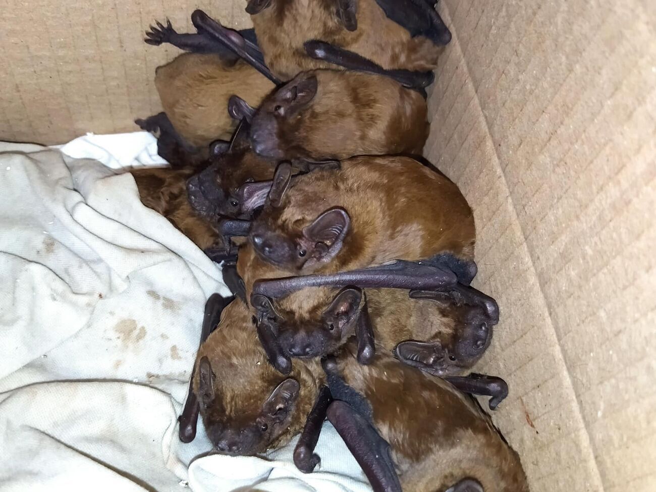 В Центре реабилитации рукокрылых сейчас живут более 1200 летучих мышей