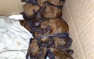 В Центре реабилитации рукокрылых сейчас живут более 1200 летучих мышей