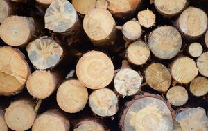 Мораторий на экспорт лесо- и пиломатериалов в необработанном виде начал действовать с 1 января 2016 года