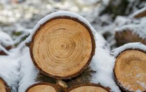 Федерация работодателей внесла свои предложения к законопроекту о рынке древесины