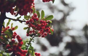 Самым холодным днем осени в Киеве стало 17 ноября