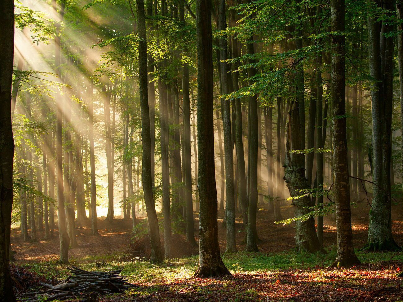 Із 30 листопада на ринку продажу лісу три компанії