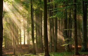 Із 30 листопада на ринку продажу лісу три компанії