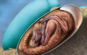 Возраст 17-сантиметровой окаменелости – от 66 млн до 72 млн лет