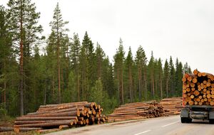 Взвешенной позицией, способной удовлетворить интересы украинского рынка, в федерации считают сохранение временного запрета на экспорт и одновременное введение каскадного метода аукционов на продажу сырья