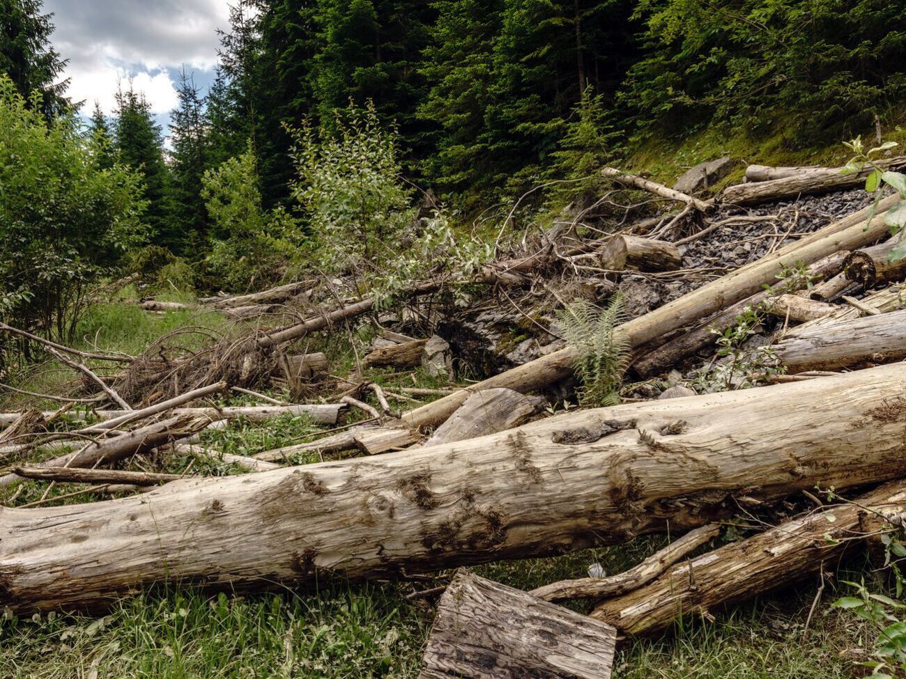 В ноябре 2020 года в ООН заявляли, что из-за незаконной вырубки лесов и браконьерства флора и фауна Карпат оказались под угрозой