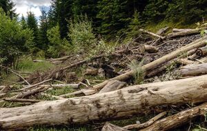 В ноябре 2020 года в ООН заявляли, что из-за незаконной вырубки лесов и браконьерства флора и фауна Карпат оказались под угрозой