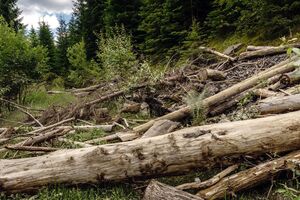 У листопаді 2020 року в ООН заявляли, що через незаконне вирубування лісів та браконьєрство флора й фауна Карпат опинилися під загрозою