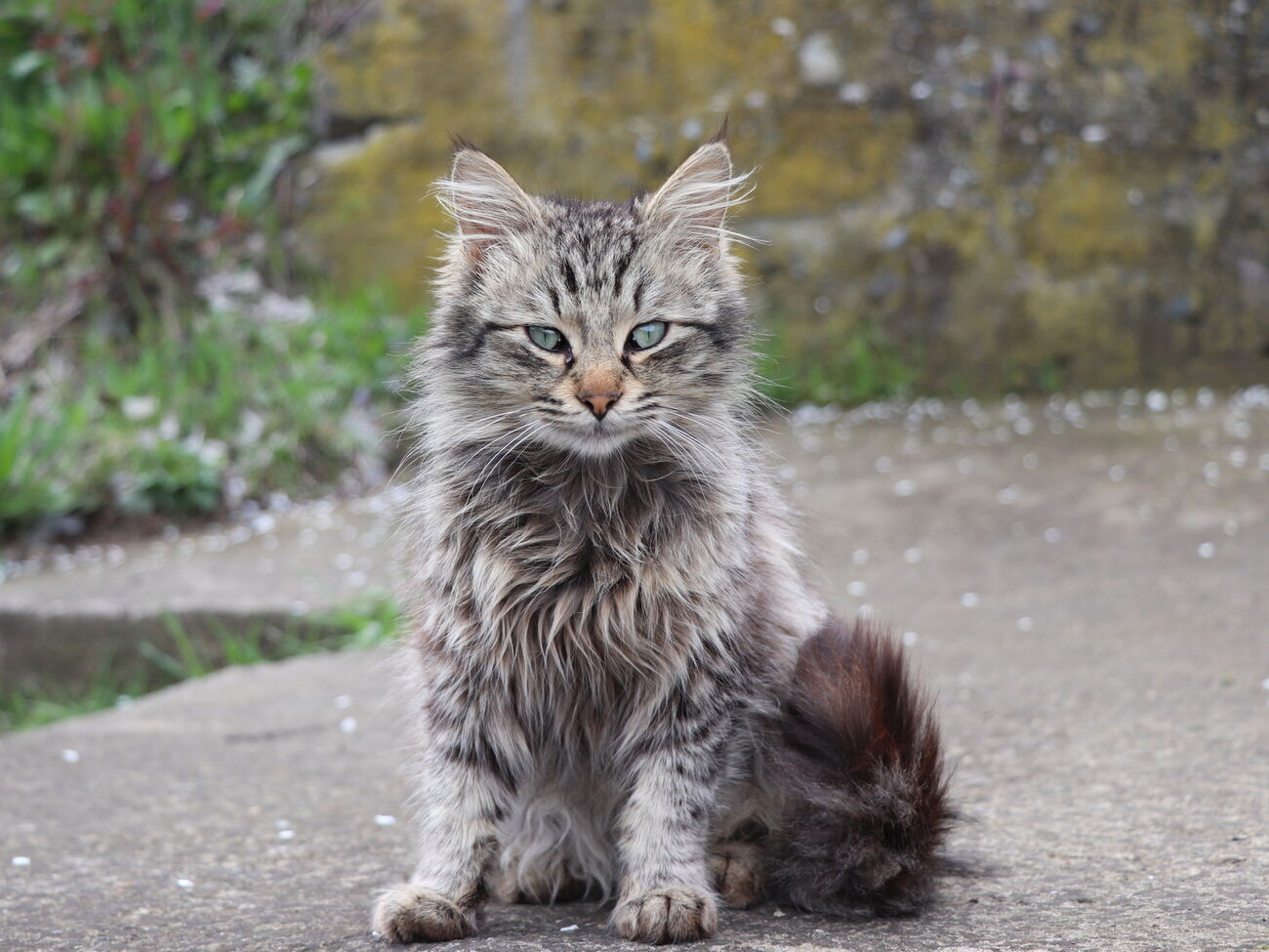 Кот, пострадавший от действий школьницы, выжил