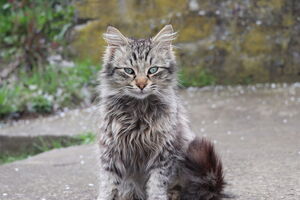 Кот, пострадавший от действий школьницы, выжил