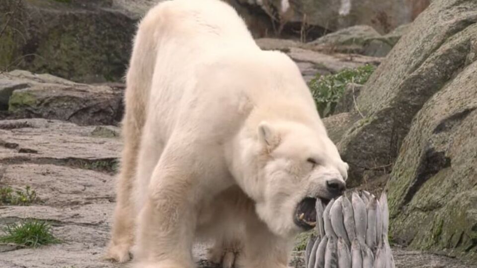 На 37-й день рождения медведицу угощали рыбным тортом