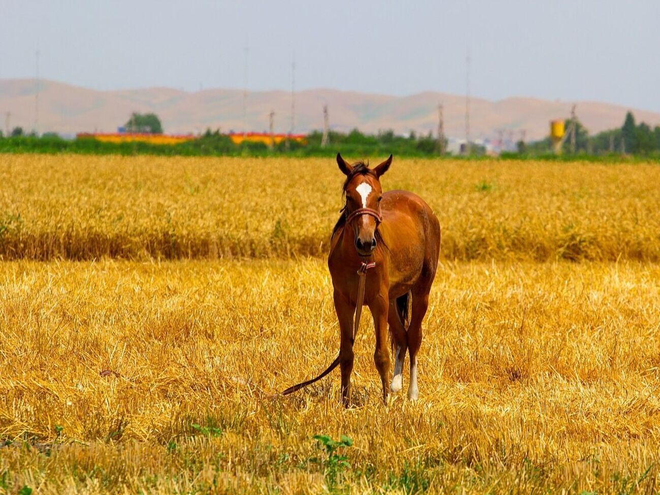Повышение температуры воздуха отразится на сельском хозяйстве