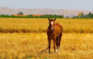 Повышение температуры воздуха отразится на сельском хозяйстве