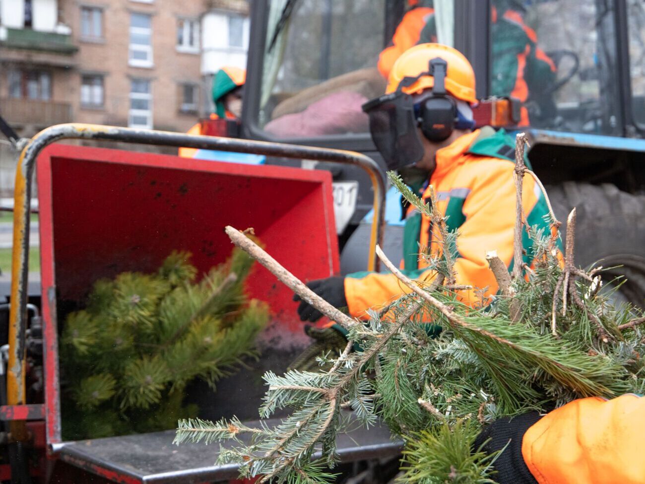 Елки измельчат на щепу для мульчирования лунок вечнозеленых растений