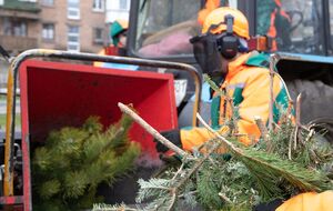 Елки измельчат на щепу для мульчирования лунок вечнозеленых растений