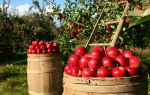 Украинские яблоки покупают, в частности, Австрия, Молдова, Саудовская Аравия, Швеция