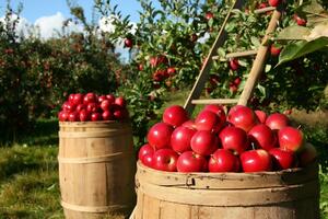 Украинские яблоки покупают, в частности, Австрия, Молдова, Саудовская Аравия, Швеция