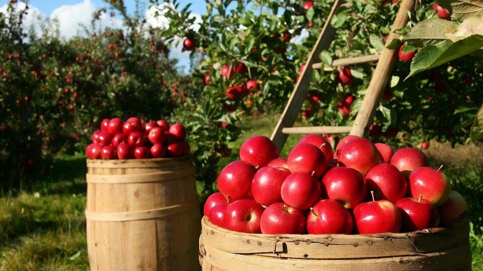 Украинские яблоки покупают, в частности, Австрия, Молдова, Саудовская Аравия, Швеция