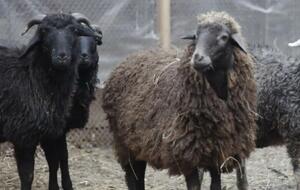 "На Крещатике баранам не место", – отметил гендиректор Киевского зоопарка