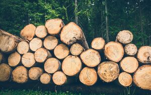 В украинских лесах проводят рубки, которые имеют весь пакет разрешительной документации, но с нарушением законодательства