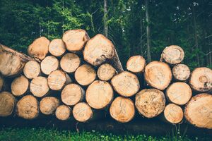 В украинских лесах проводят рубки, которые имеют весь пакет разрешительной документации, но с нарушением законодательства