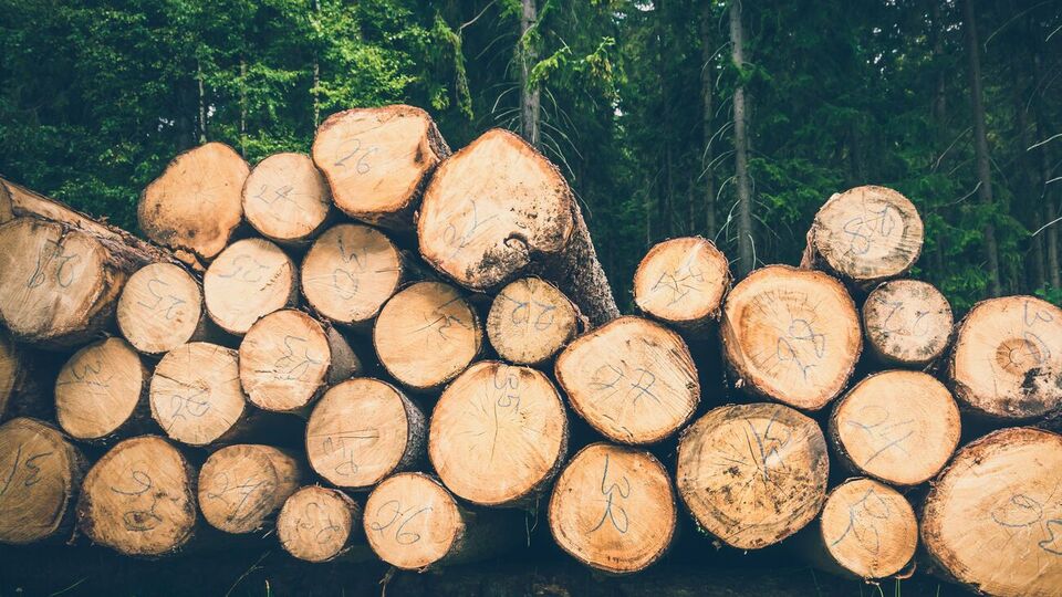 В українських лісах проводять вирубування, які мають весь пакет дозвільної документації, але з порушенням законодавства