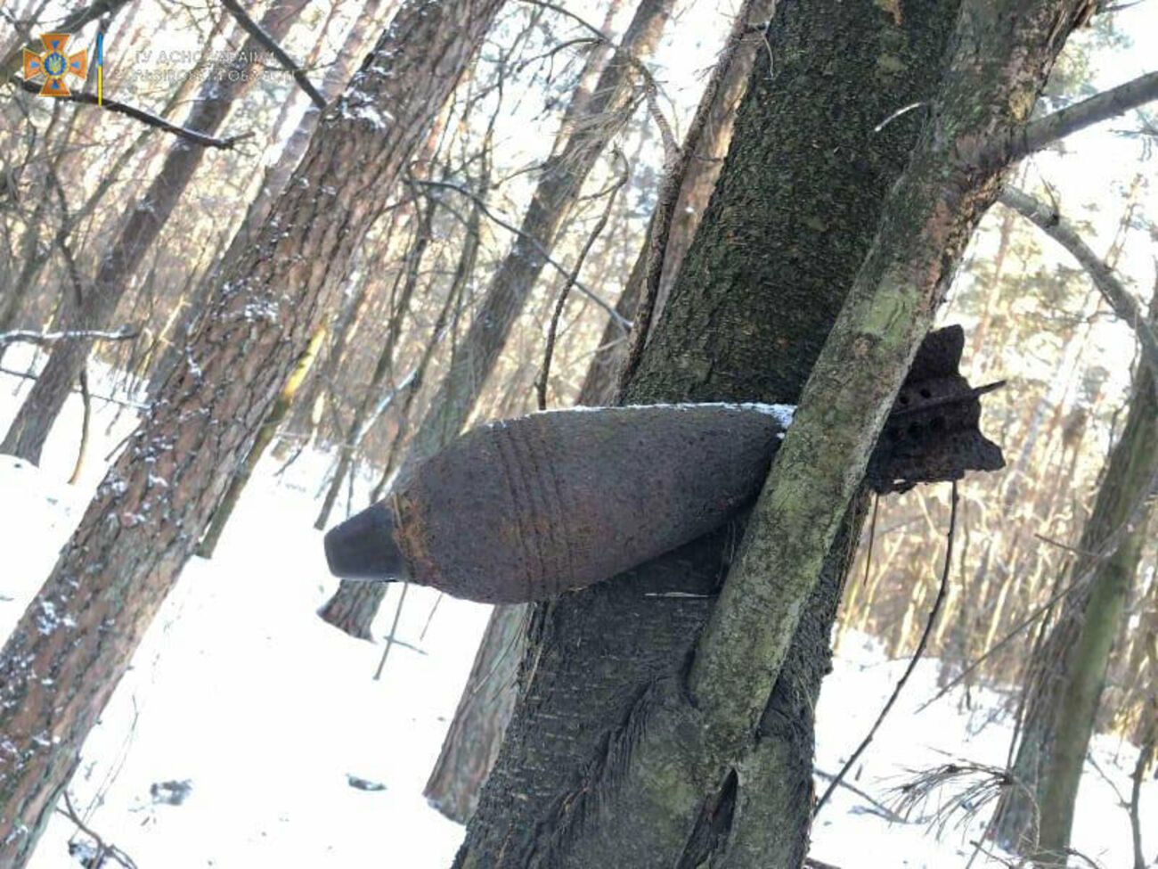 По словам спасателей, устаревший боеприпас на дерево кто-то повесил