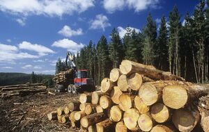 Если превышать нормативы вырубки, экосистема перестает самовосстанавливаться, рассказал эколог