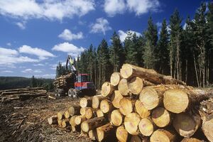Якщо перевищувати нормативи вирубування, екосистема перестає самовідновлюватися, розповів еколог