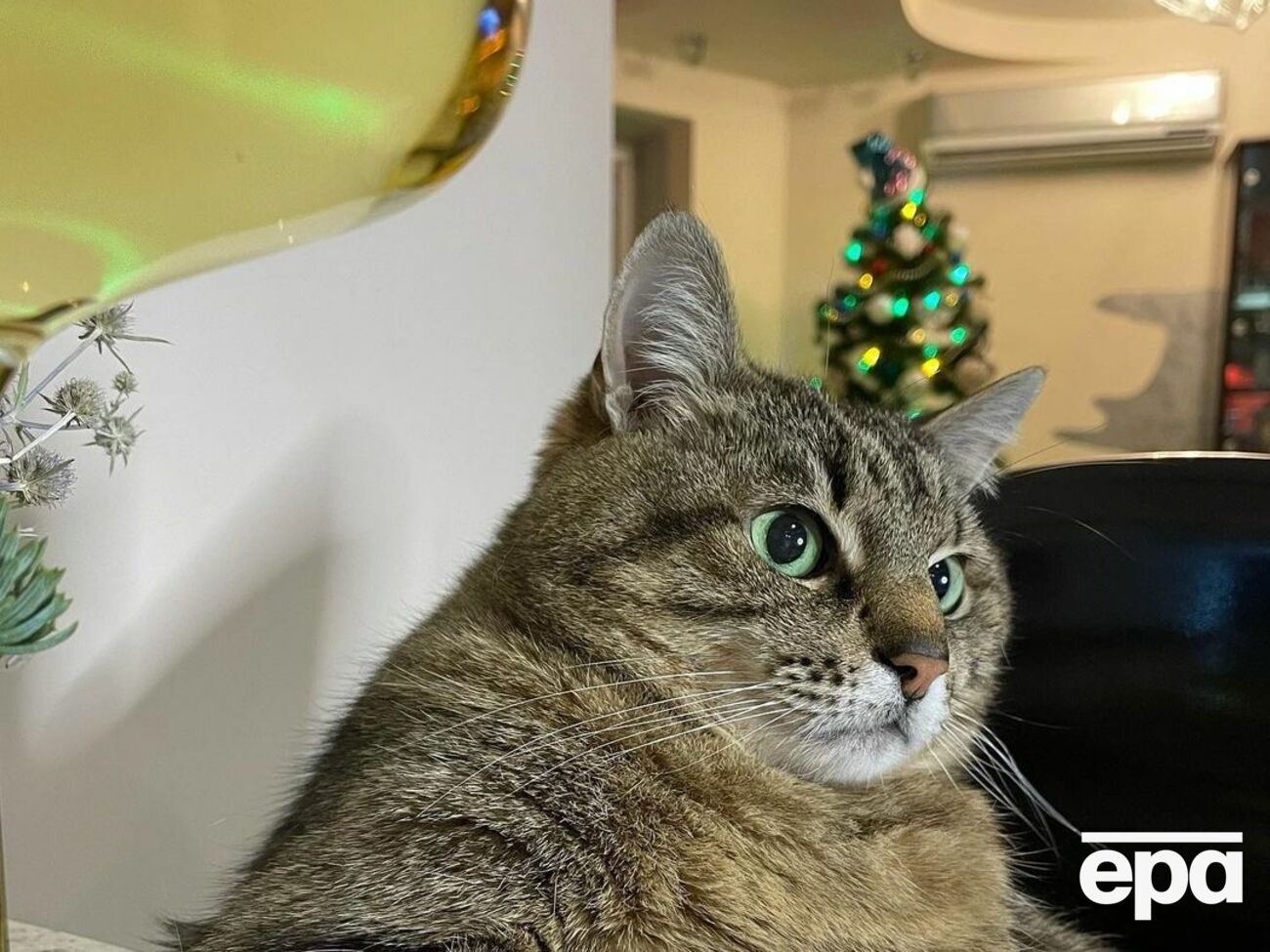 На блог кота Степана подписано более 950 тыс. человек