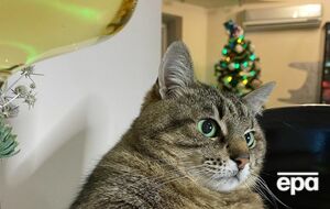 На блог кота Степана подписано более 950 тыс. человек