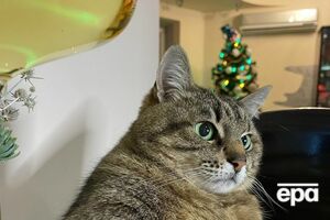 На блог кота Степана підписано понад 950 тис. людей