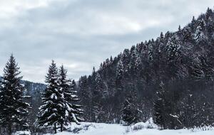 У Карпатах прогнозують сніг