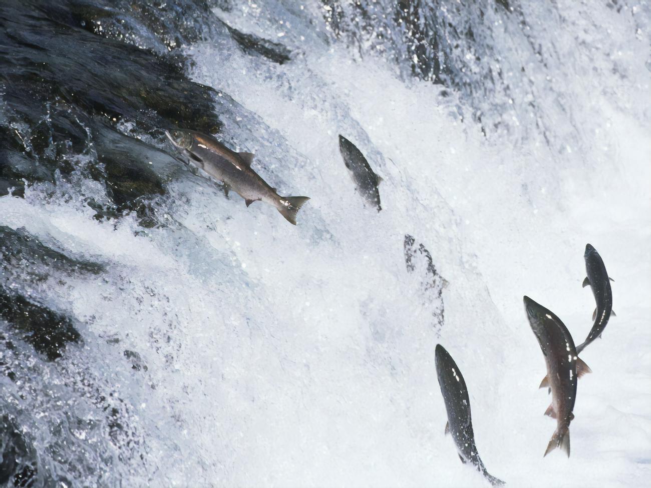 Для создания пластика ученые использовали нити ДНК из сперматозоидов лосося