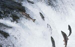 Для создания пластика ученые использовали нити ДНК из сперматозоидов лосося