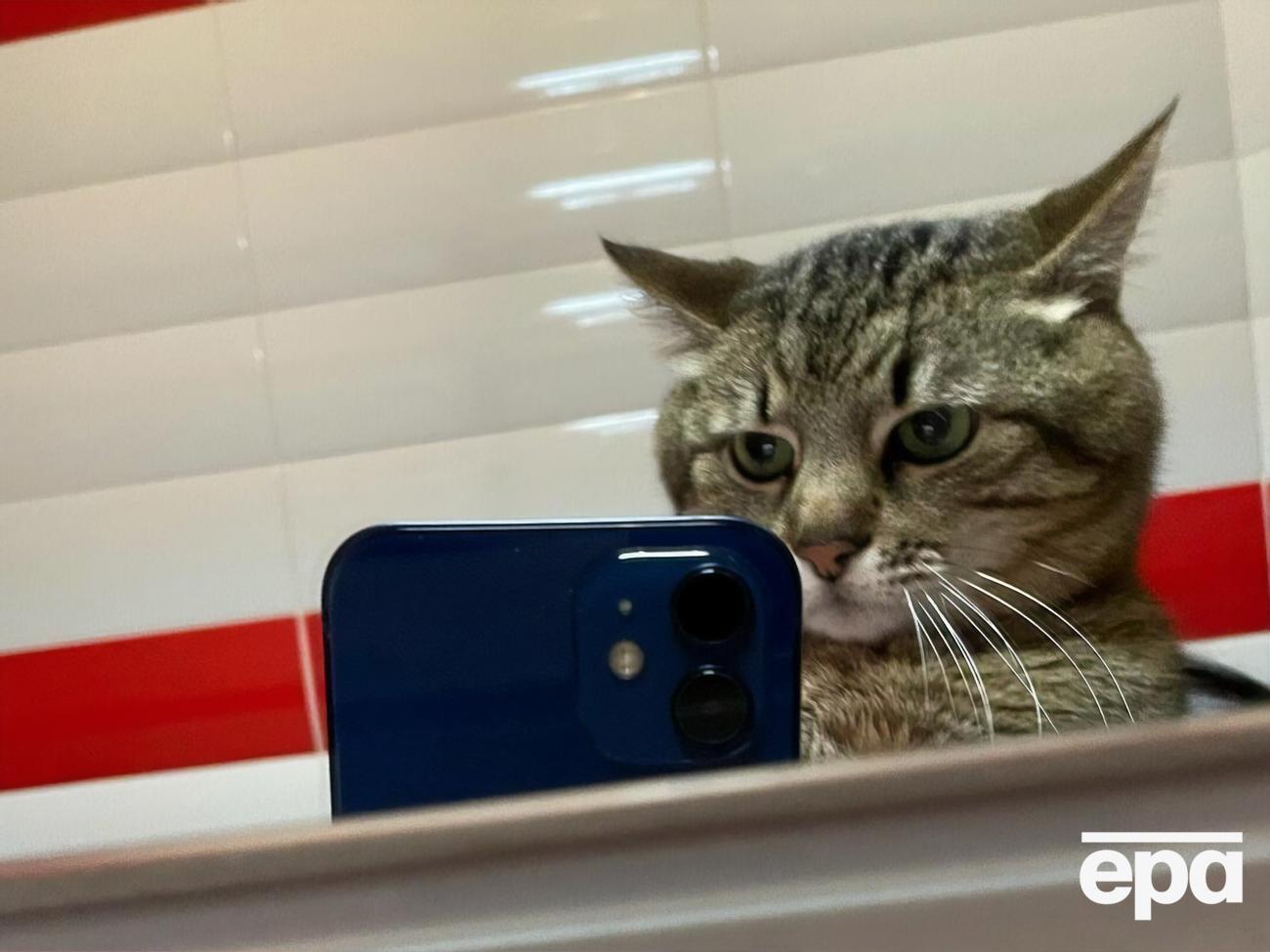 На блог кота Степана подписано более 800 тыс. человек