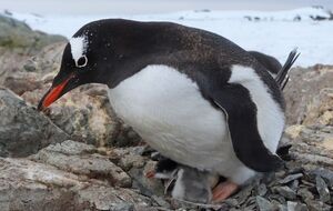 В этом году пингвинята вылупились раньше обычного