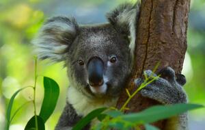 После ДТП коалу выпустили в лес в километре от трассы