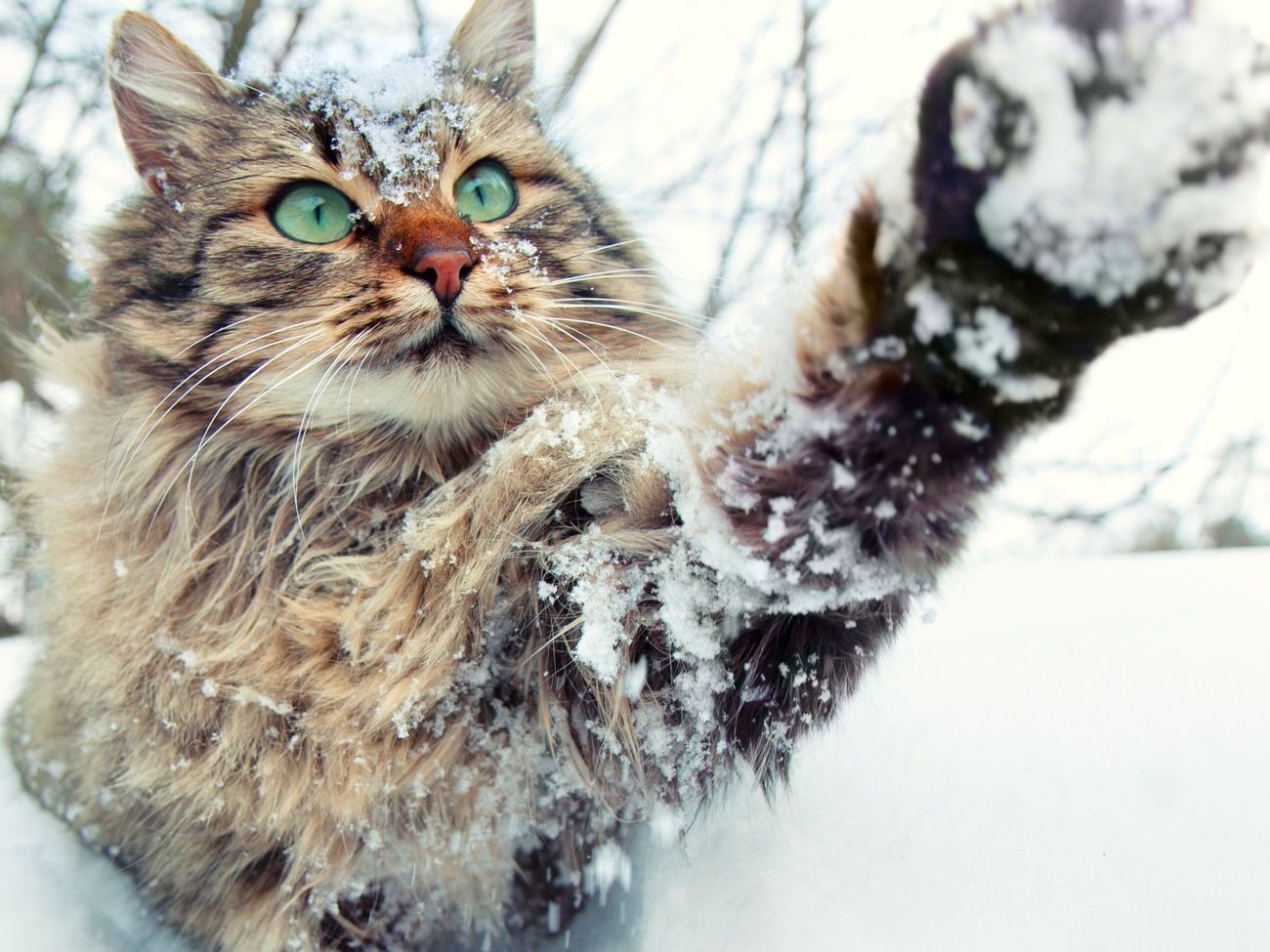 Більшості областей у п'ятницю й у вихідні синоптики обіцяють сніг